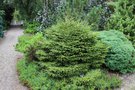vignette Picea orientalis 'Barnes'