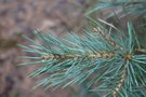 vignette Pinus monophylla