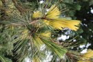 vignette Pinus thunbergii 'White Band'