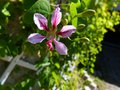 vignette Bauhinia Yunnanensis premire fleur au 18 08 13