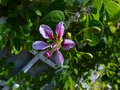 vignette Bauhinia Yunnanensis premire fleur autre vue au 18 08 13