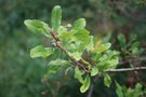 vignette Quercus infectoria 'Birgi'