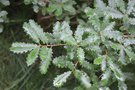 vignette Quercus infectoria ssp. veneris