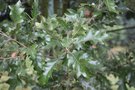 vignette Quercus ithaburensis ssp. macrolepis