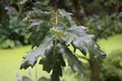 vignette Quercus ithaburensis ssp. macrolepis 'Hemelrijk Silver'