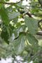 vignette Quercus nigra