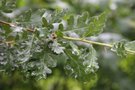 vignette Quercus pubescens ssp crispata