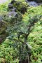 vignette Ulmus parvifolia 'Hokkaido'