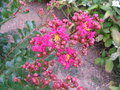 vignette Lagerstroemia Red Rocket (19/08/2013)