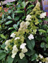 vignette Hydrangeaceae - Hortensia grimpant - Hydrangea petiolaris
