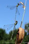 vignette Leste vert (Lestes viridis) =  (Chalcolestes viridis) femelle