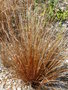 vignette Carex buchananii -Laîche de buchanan