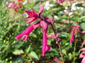 vignette Salvia 'Wendy's Wish'