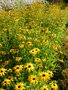 vignette Rudbeckia