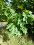 vignette Quercus  identifier  001