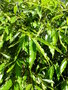 vignette Quercus acutissima
