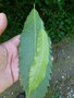 vignette Quercus acutissima et Castanea sativa