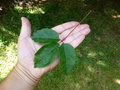 vignette Acer cissifolium - Erable  feuille de vigne