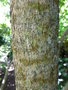vignette Acer cissifolium - Erable  feuille de vigne