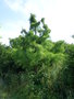 vignette Taxodium ascendens 'Nutans' - Cyprs de Virginie