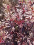 vignette Hibiscus acetosella 'Red Shield'