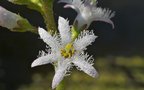 vignette Trfle d'eau (Menyanthes trifoliata)