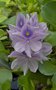 vignette Jacinthe d'eau (Echhornia crassipes)