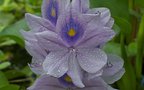 vignette Jacinthe d'eau (Echhornia crassipes)