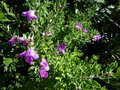 vignette Leucophyllum frutescens green cloud au 24 08 13