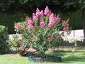 vignette Lagerstroemia hybride Hopi (22/08/2013)