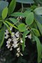 vignette Robinia pseudoacacia ‘Monophylla Pendula’