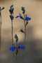 vignette Salvia chamaedryoides argentea