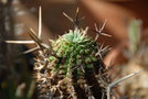 vignette Euphorbia stellispina