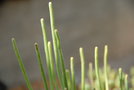 vignette Euphorbia aphylla