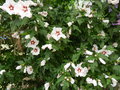 vignette hibiscus syriacus