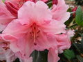 vignette Rhododendron'Virginia Richards'