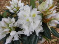 vignette Rhododendron 'Madame Masson'