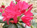 vignette Rhododendron 'Nova zembla'