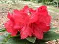 vignette Rhododendron 'Red Jack'
