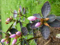 vignette rhododendron hongkongensis