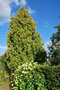 vignette Thuja occidentalis & Hydrangea arborescens