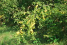 vignette Prunus cerasifera cv.