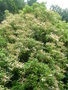 vignette Clethra arborea - Muguet en arbre