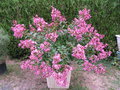 vignette Lagerstroemia hybride Comanche (28/08/2013)