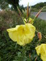 vignette Oenothera erythrosepala (fleurs)