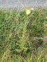 vignette Oenothera erythrosepala (plante)