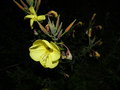 vignette Oenothera erythrosepala (fleur)