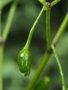 vignette Chiltepin Sonoran orange (C. annuum var. glabriusculum)