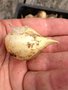 vignette Allium ampeloprasum  -  Poireau perptuel, Ail faux poireau