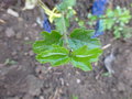 vignette Viburnum parvifolium Hayata(CMTW12)